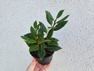 Liść laurowy LAURUS don. 10 cm