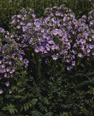 Polemonium Wielosił 'Bambino Blue' niebieski 1L