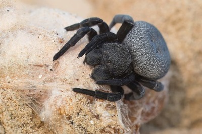 Eresus sp.ilustris l2/3 (spiderbreeder)