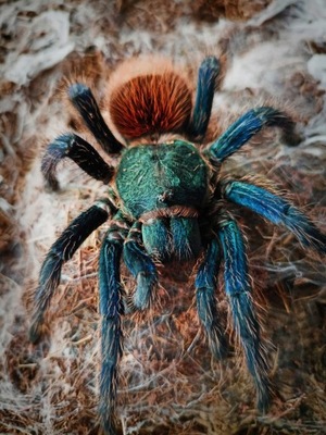 Chromatopelma cyaneopubescens samica 2.5 DC Ptasznik naziemny