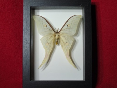 Motyl w ramce / gablotce 17 x 22 cm . Actias luna 130 mm .