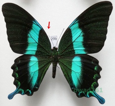 Papilio blumei Boisduval, 1836 Indonezja, Sulawesi 96mm29b