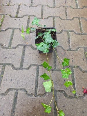 Hedera Helix Thorndale - Borostyán P11