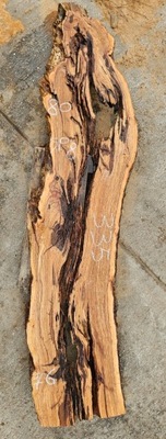 Drewno oliwne pod żywicę