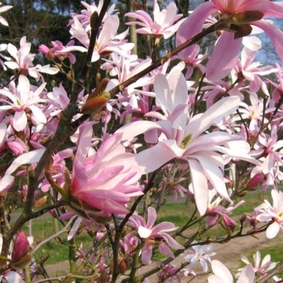 Magnolia LEONARD MESSEL