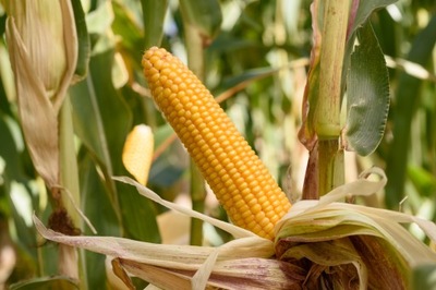 Nasiona kukurydzy SM Finezja FAO 240 Z/K 50tyś.nas