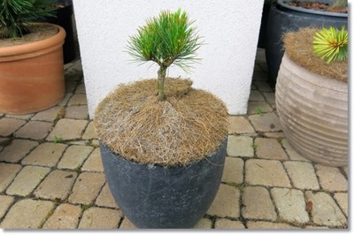 Pinus peuce 'Mini'- Rarytas !!!