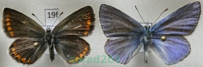 Polyommatus thersites Modraszek lazurek para 19f