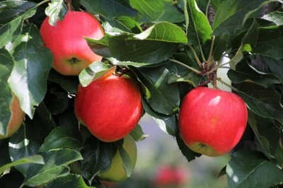 Jabłoń Red Boskoop CZERWONA RENETA pyszna duży OWOC soczysty słodki