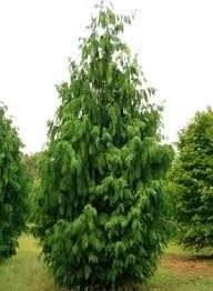 Cyprysik nutkajski 'Pendula'