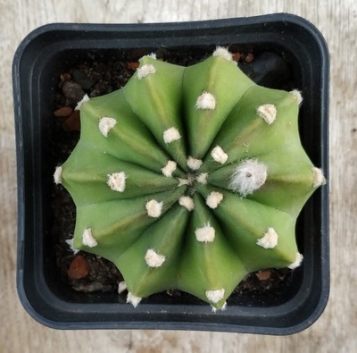 kaktus Echinopsis subdenudata