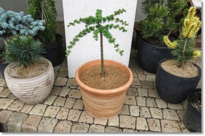 Larix laricina 'Hartwig Pine' - Piękny modrzew !!!