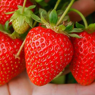 Truskawka Temptation smaczna i aromatyczna nasiona 0,03 g