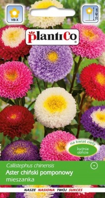 Aster Pomponowy Mix 1g PLANTICO