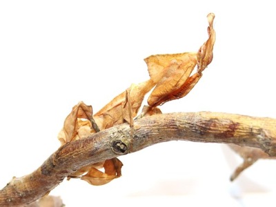 Modliszka liściogłowa Phyllocrania paradoxa stadium w opisie modliszka duch