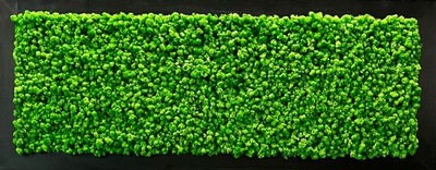 Żywy obraz z mchu mech chrobotek 140x56cm prezent