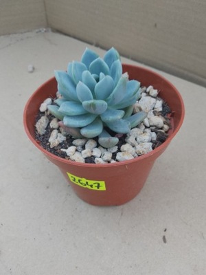 Echeveria 2647 don 8,5cm PG1019P