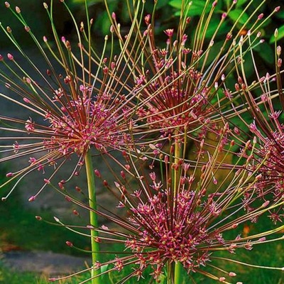 Allium Schubertii Czosnek polski Szuberta 1 szt. 16/18 cebule cebulki