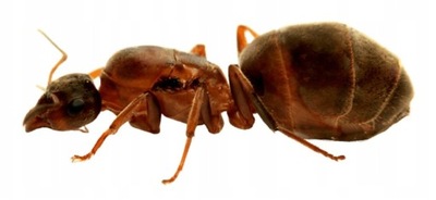 Mrówki Lasius emarginatus Q + 60-80 robotnic