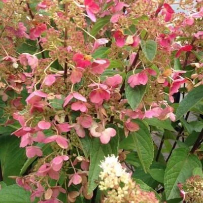 Hortensja bukietowa DHARUMA sadzonka w pojemniku 2l