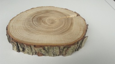 Plaster krążek drewna szlifowany suchy DĄB 15-17cm
