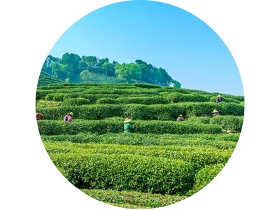 Herbata zielona SENCHA CHINA 50g
