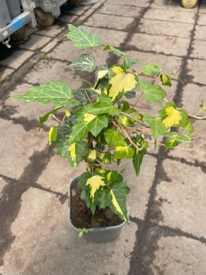 Borostyán 'Yellow Ripple' – Hedera helix Gyönyörű palánta
