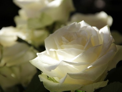 Obraz diamentowy 5D pejzaż kwiat haftowana róża k
