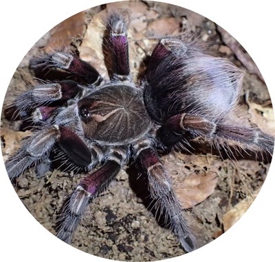 Pamphobeteus sp. machala SpidersForge)