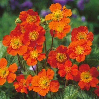 Kuklik Szkarłatny 0,5g