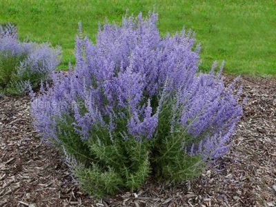 Perovskia 'Blue spire'