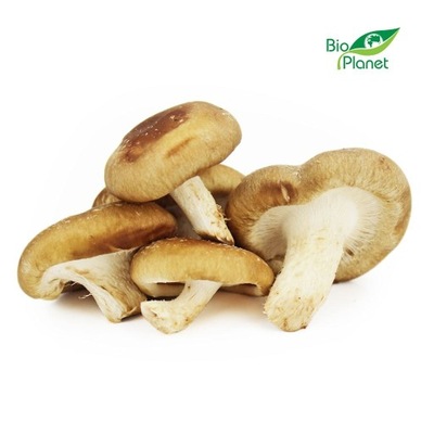 GRZYBY SHIITAKE ŚWIEŻE BIO (POLSKA) (około 0,20 kg