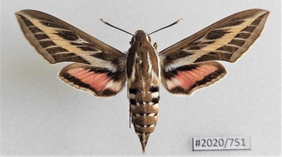 Motyl Hyles livornica 77mm .