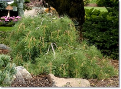 Pinus strobus 'Stony Brook' - !!!