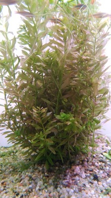 Rotala Rotundifolia