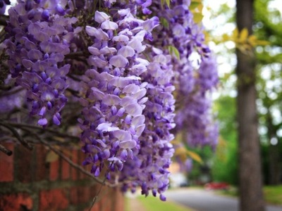 Wisteria, glicynia Niebieska NR 764