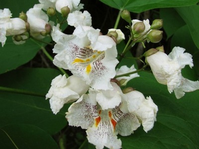 SURMIA WIELKOKWIATOWA PROMOCJA 2+1 KATALPA*