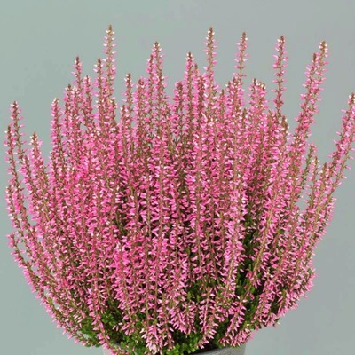 Rügyhanga ROSITA Világos RÓZSASZÍN nagy palánta P12