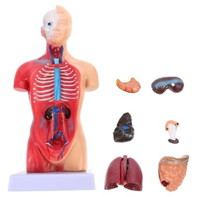 Manekin model ciała człowieka