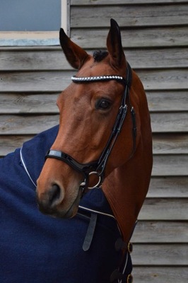 HB ogłowie Showtime Freedom Shine czarne