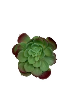 Sukulent 12 cm jasno zielony z bordowym