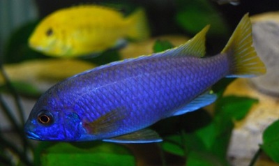 Pyszczak złotopłetwy - Pseudotropheus acei