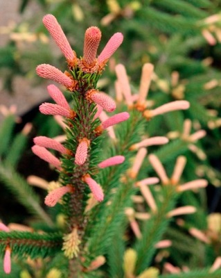 Picea abies 'Roseospicata' - !!!!!!!!!