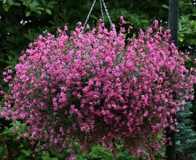 Lepnica zwisająca, Silene pendula