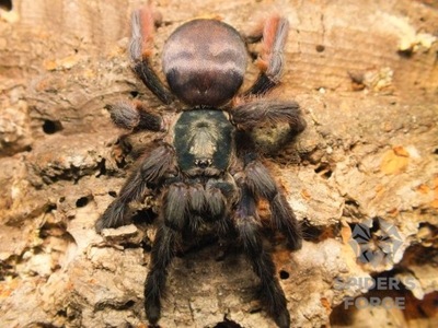 Tapinachenius violoceus (SpidersForge)
