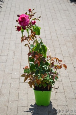 Rosa 'Maxim' Róża nostalgiczna 30-50 cm 5L