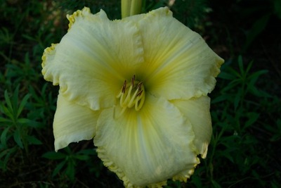 Liliowiec Hemerocallis 'John Paul the Great'