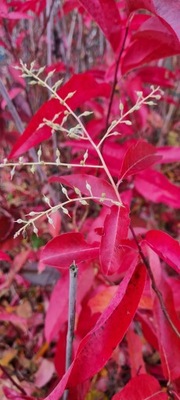Kwaśnodrzew – Oxydendrum arboreum,