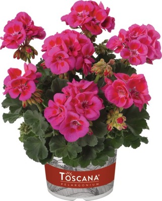 Pelargonia zonale Castello Baldo Lilac Eye