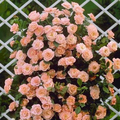 Róża pnąca HERBACIANA ANGIELSKA w doniczce art. nr 526D PREMIUM
